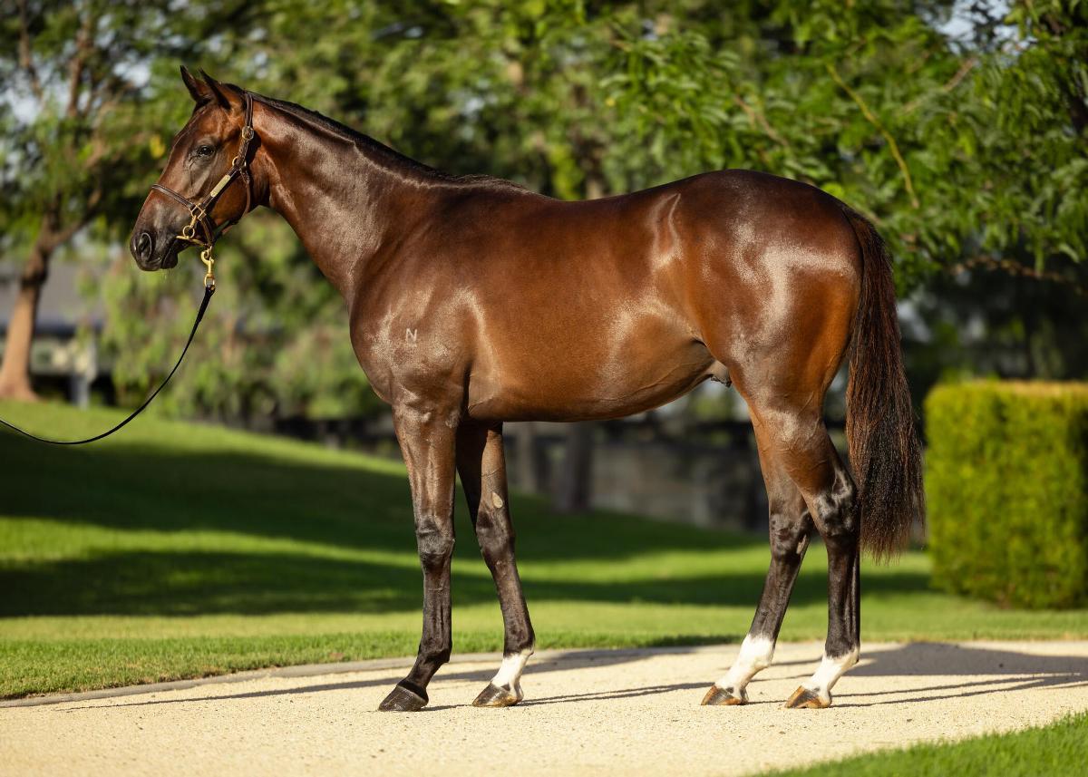 horse-image