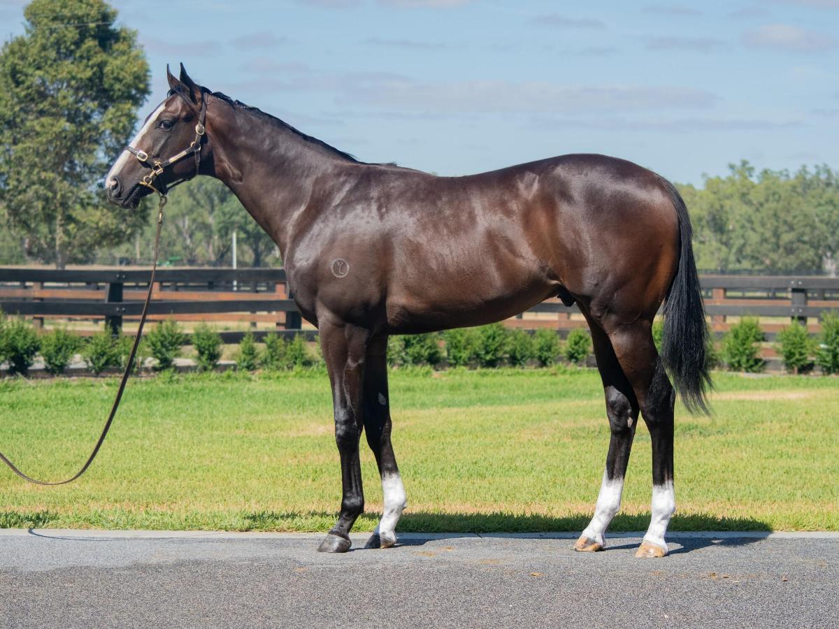 horse-image