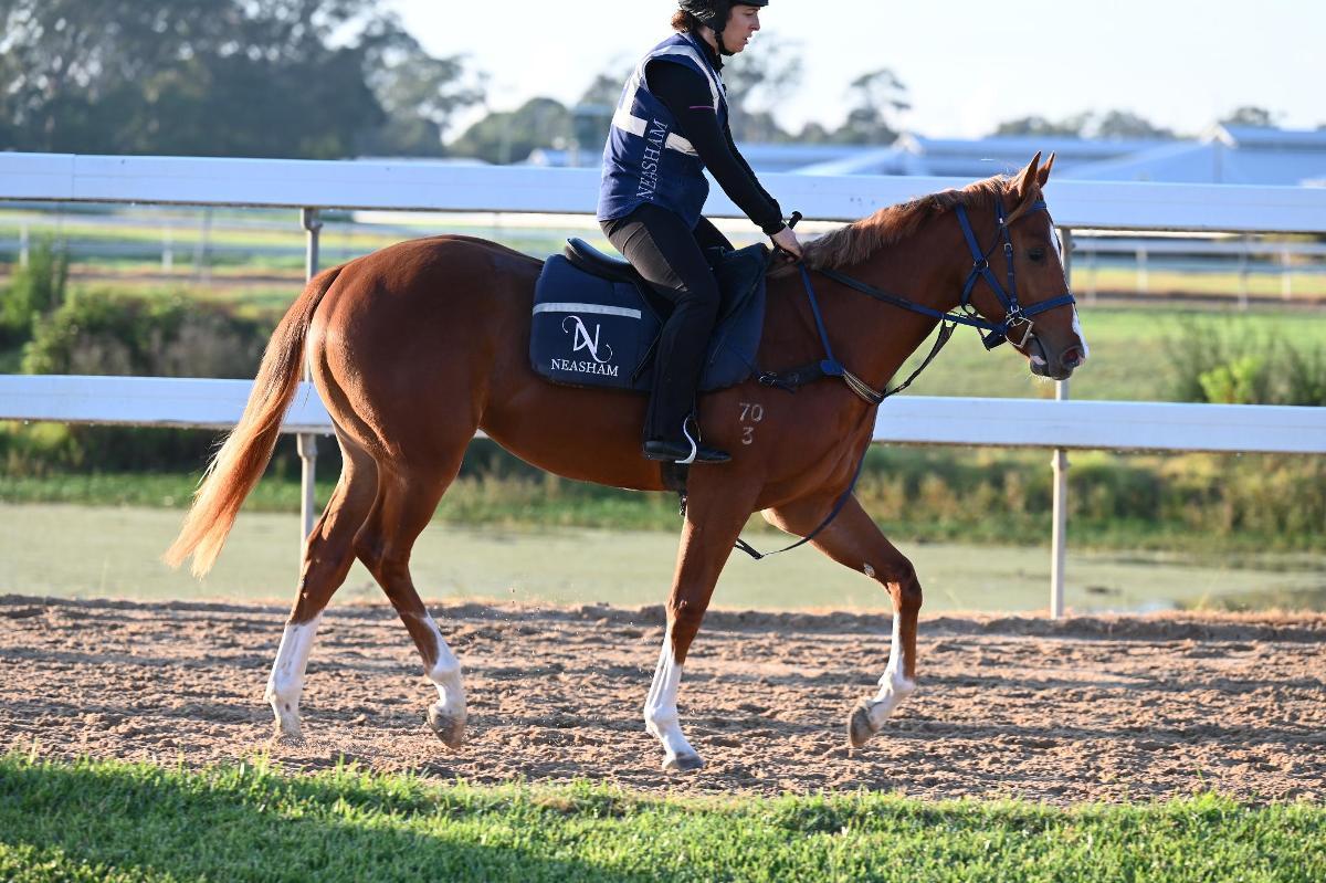 Frankel x Cleanup colt