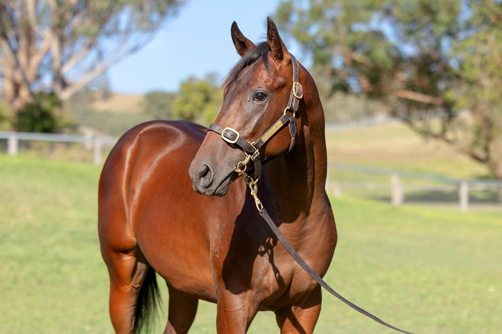 So You Think x Zenon Colt