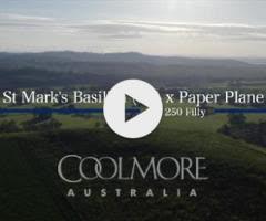 St Mark's Basilica x Paper Plane '24 Filly