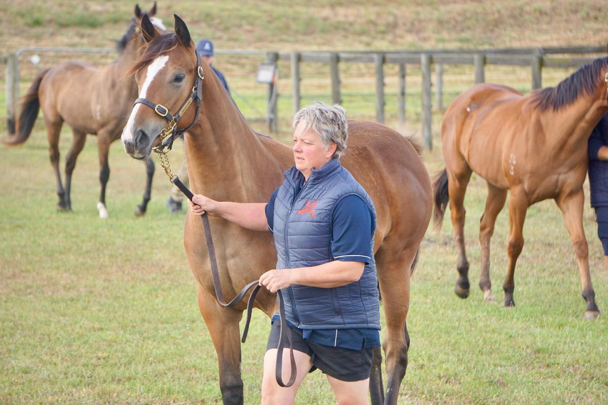Wild Ruler x Face Forward filly