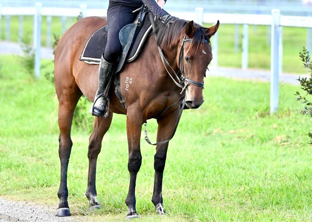 Ave Cantare (2yo filly by Microphone)