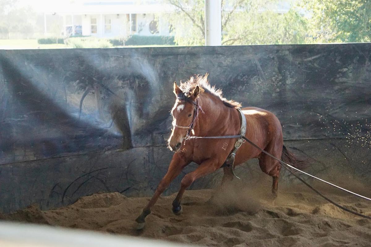 Anders x Madame Trop Vite Filly