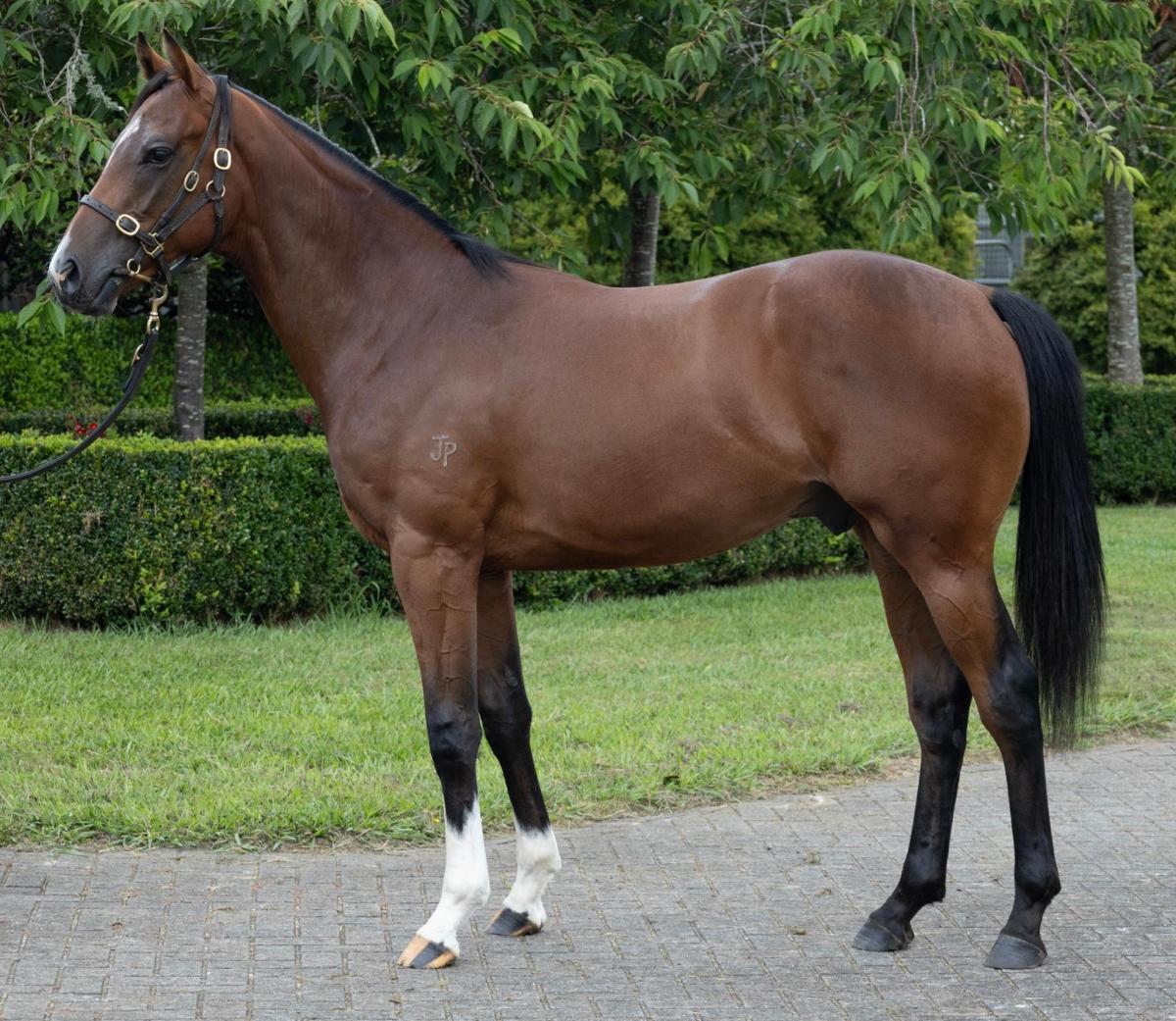 horse-image