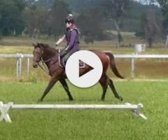 Ave Cantare (2yo filly by Microphone)