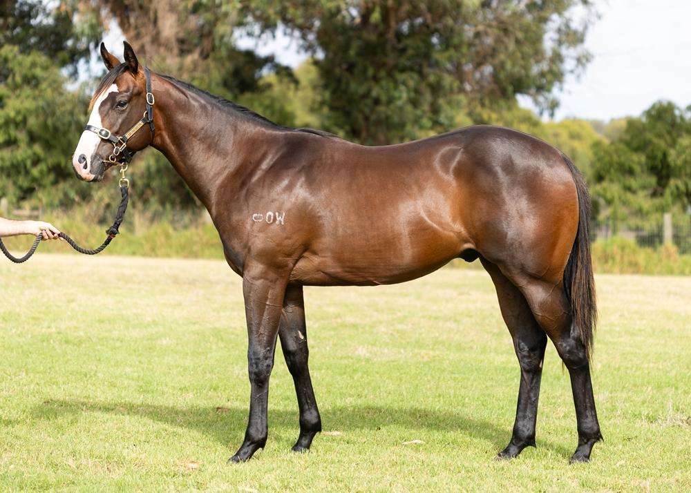Splintex x Lasting Impact 24 Colt