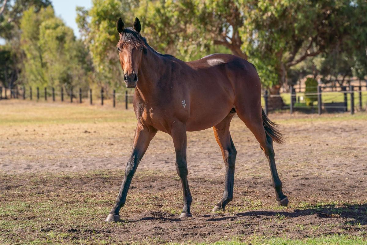 STREAK OF GOD (Playing God 2yo gelding)