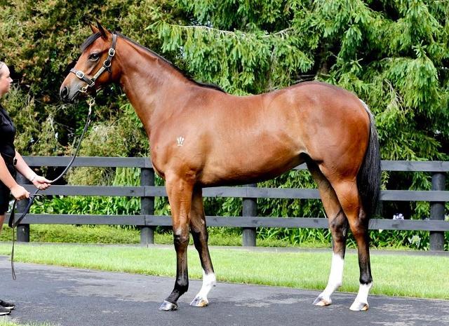 St Mark's Basilica x Thinkyoucandance 23 filly