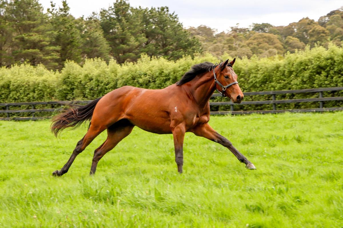 In The Congo 2yo Colt