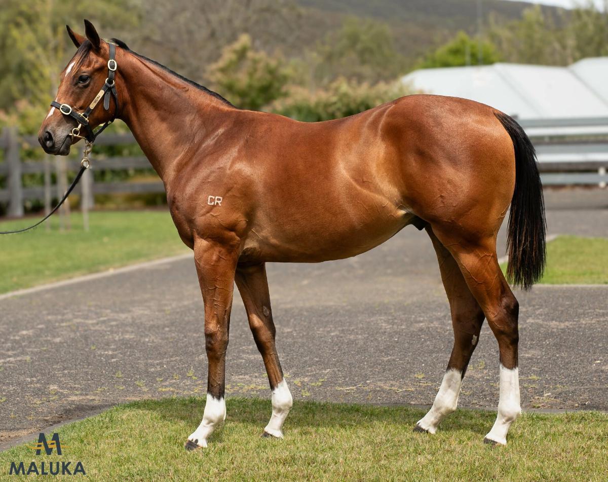 horse-image
