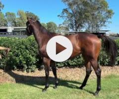 Tassort x Shahad Filly