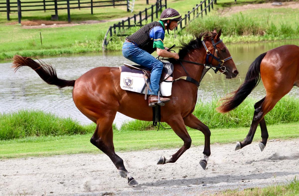 Ave Cantare (2yo filly by Microphone)