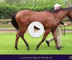 Super Seth/Regally Blonde