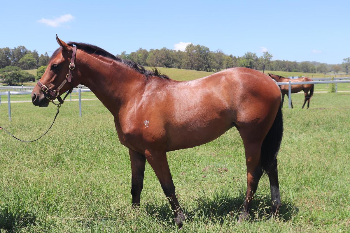 St Mark's Basilica x Thinkyoucandance 23 filly