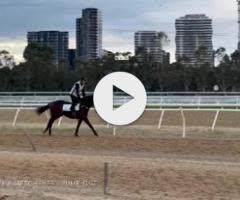 Harry Angel x Meschever Colt 