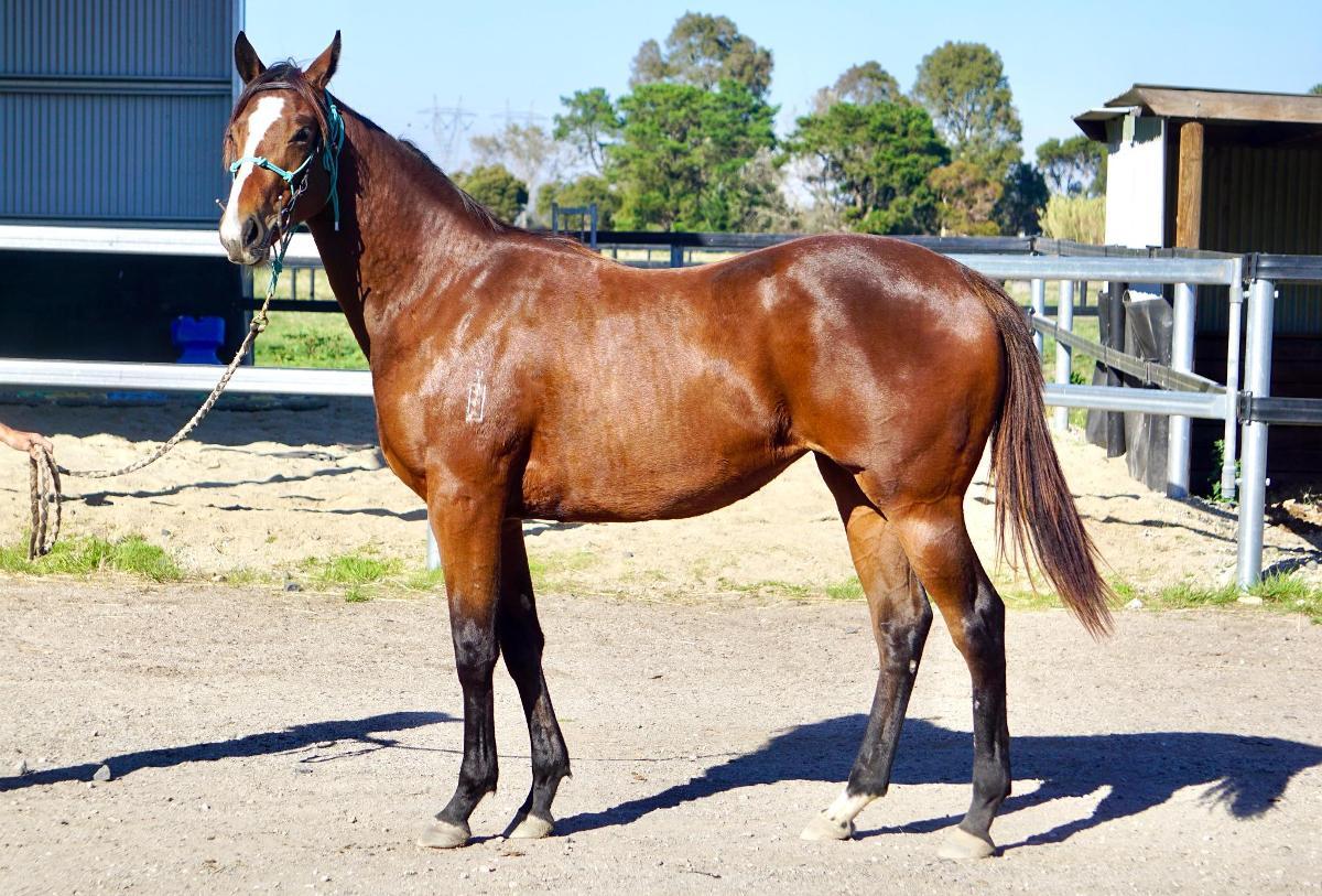 Wild Ruler x Face Forward filly