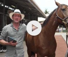 Ole Kirk x Tickle Me Scarlett Colt