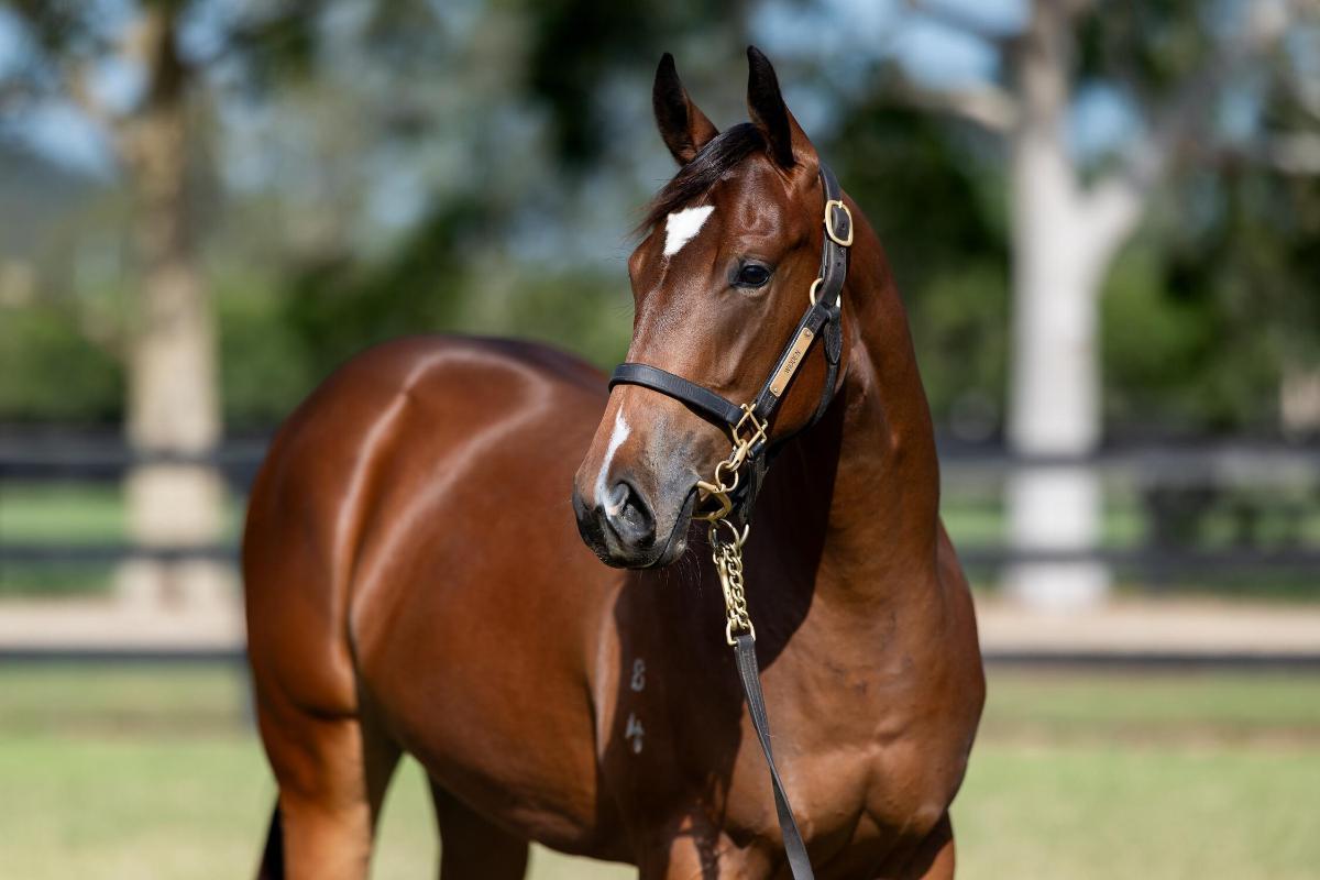 PORTLAND SKY  / SONOMA FILLY