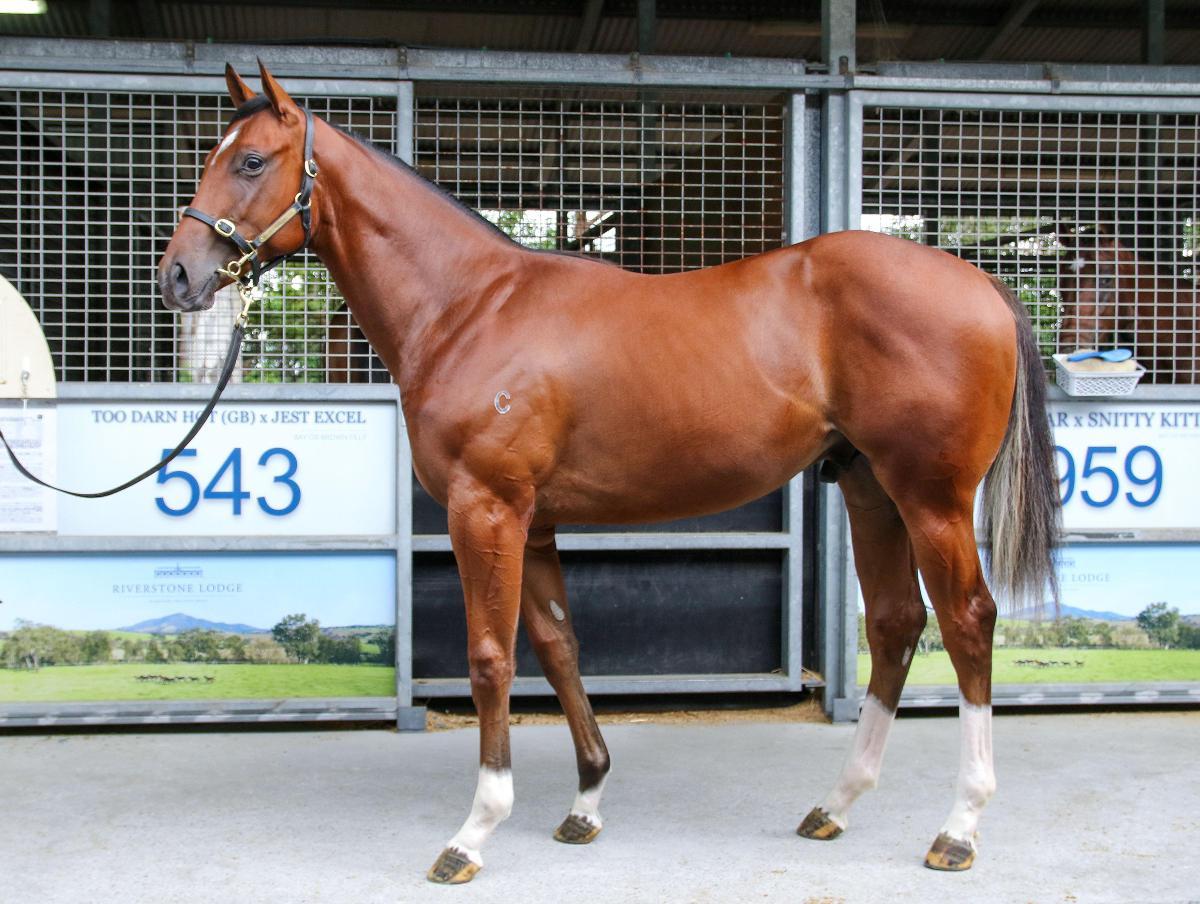 horse-image