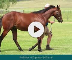 Profiteer x Diapason