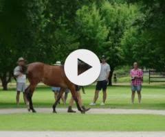 Too Darn Hot x Mashrabiya Colt