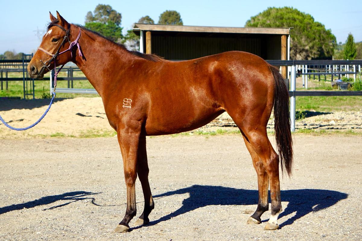 Anders x Madame Trop Vite Filly