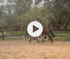 Supido x Dinkum Diamond