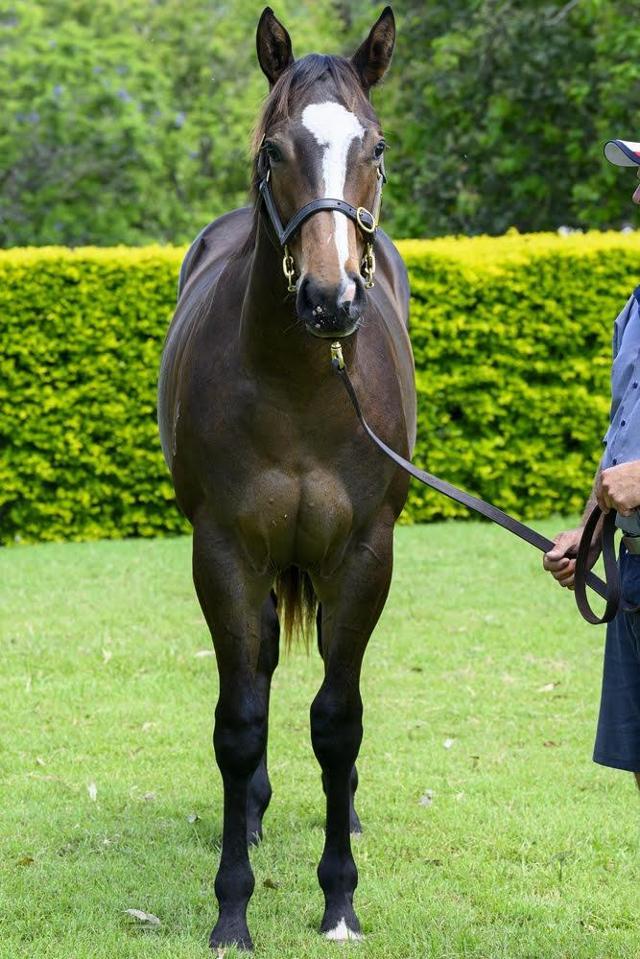 A colt : Better Than Ready x Zunaida