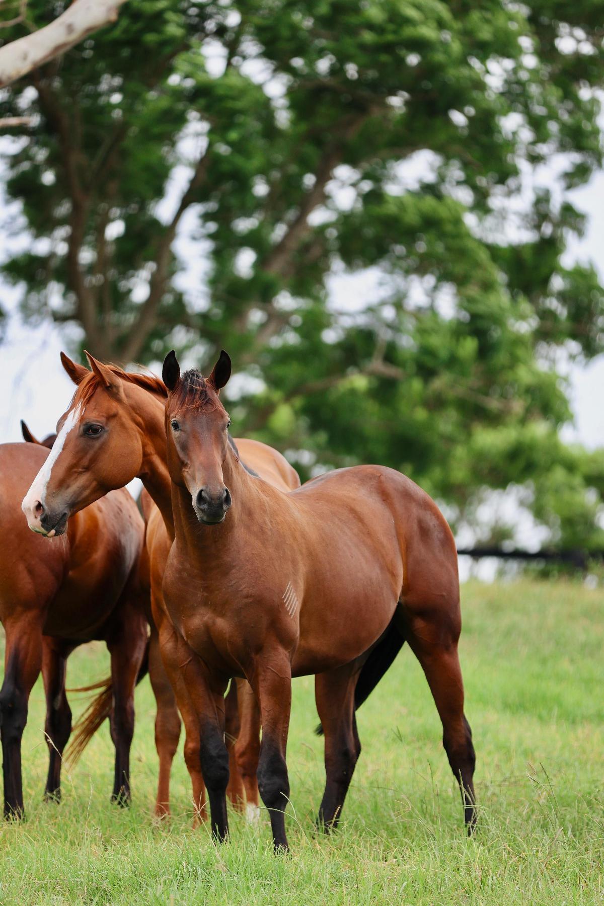 So You Think x Zenon Colt