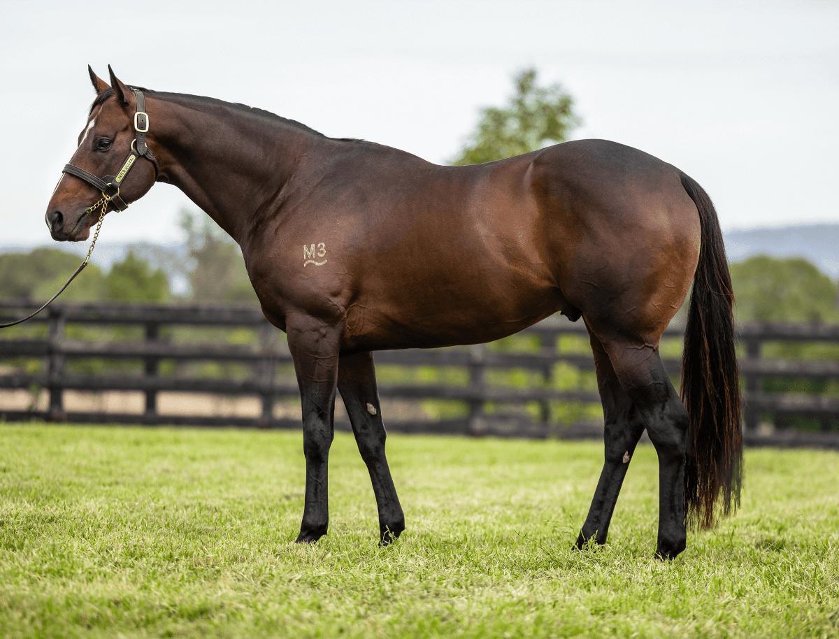 A Filly - Wild Ruler x Firebird Flyer