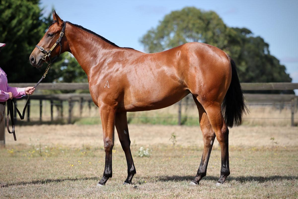 horse-image