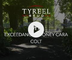 Exceedance x Honey Cara