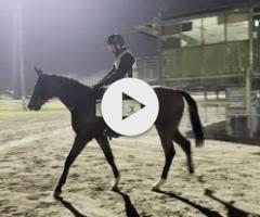 Castelvecchio x Roseito Colt