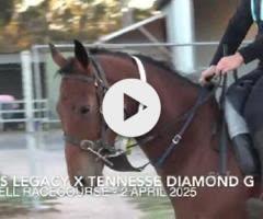 King's Legacy / Tenessee Diamond