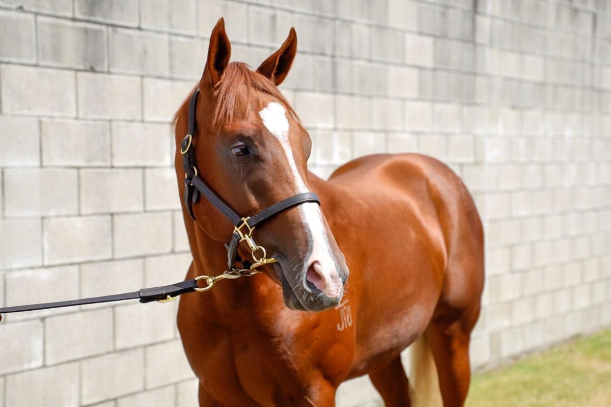 Toronado X Heavenly Bridges