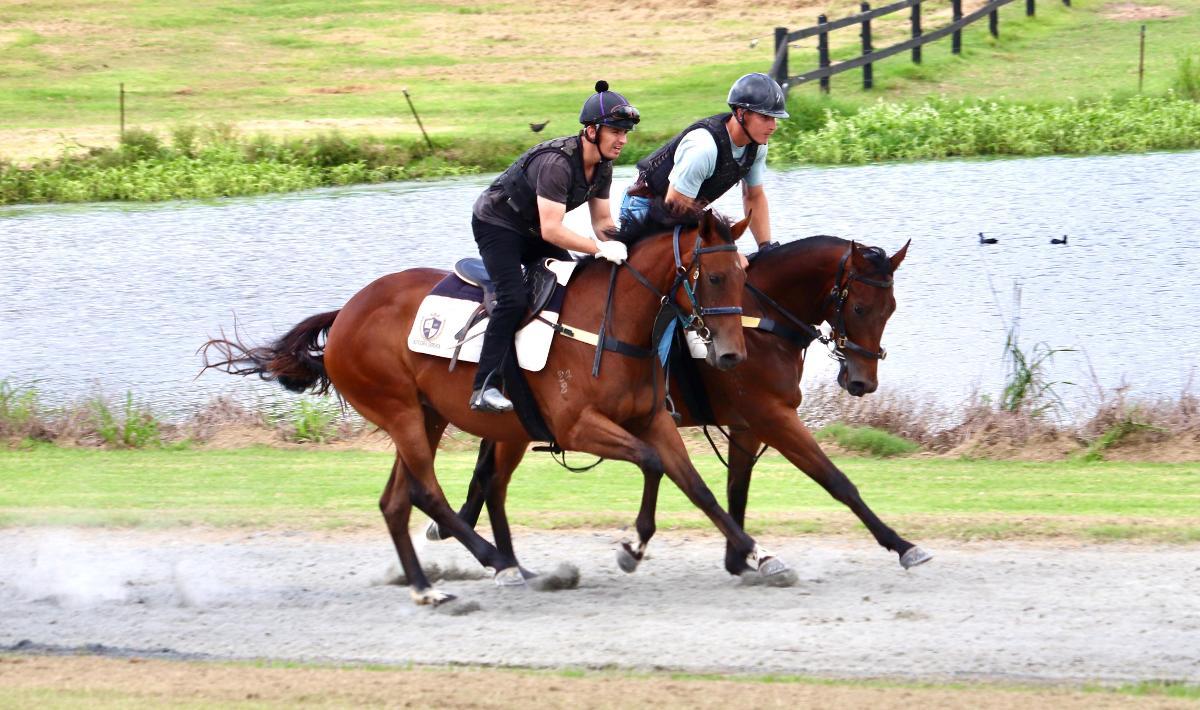 Ave Cantare (2yo filly by Microphone)