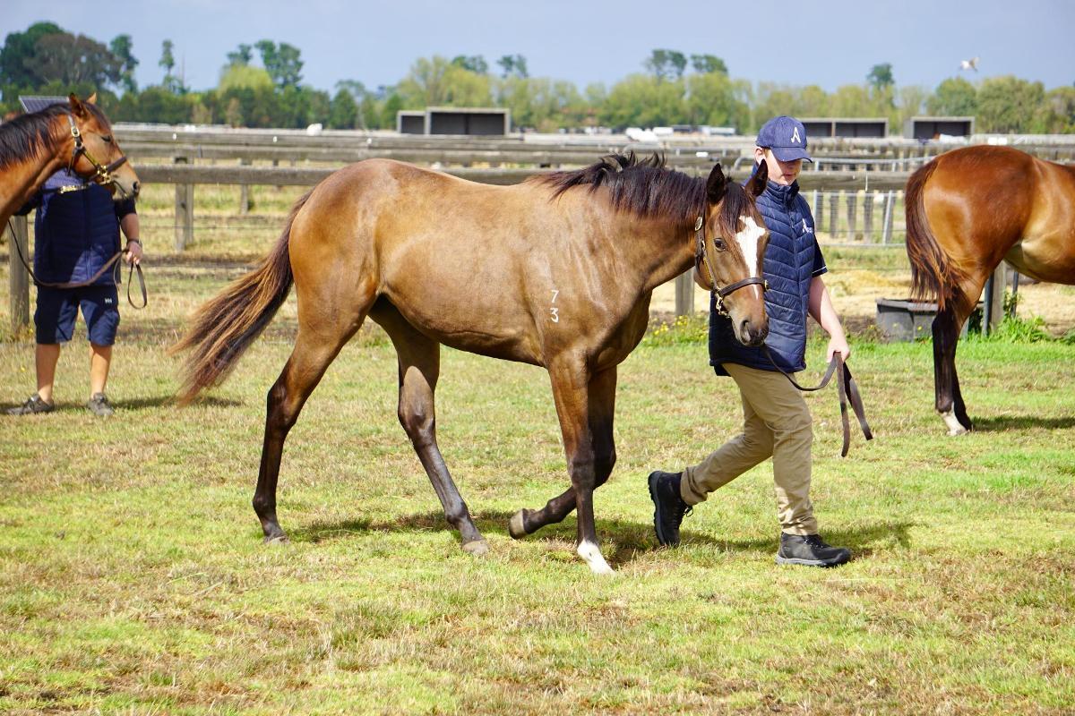 Wild Ruler x Saratoga Treasure (USA) Filly
