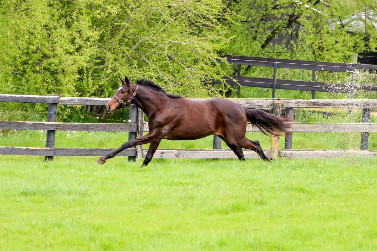 So You Think 2yo colt