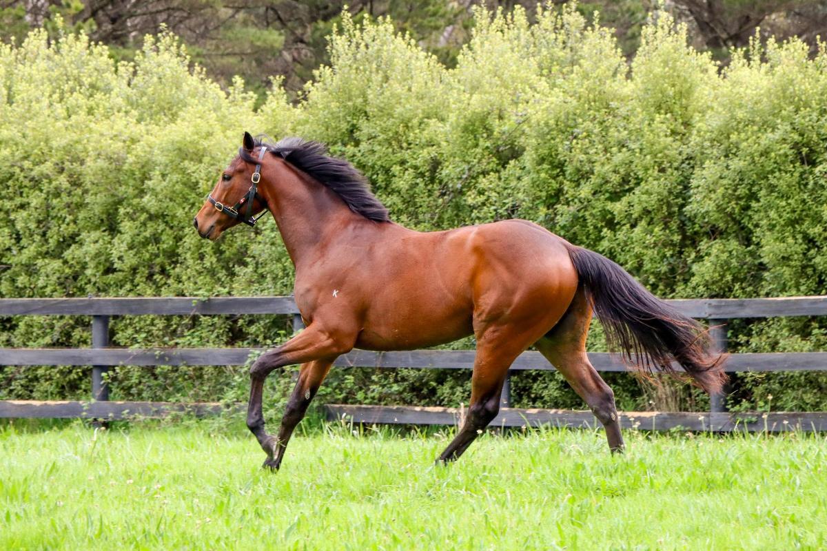 In The Congo 2yo Colt