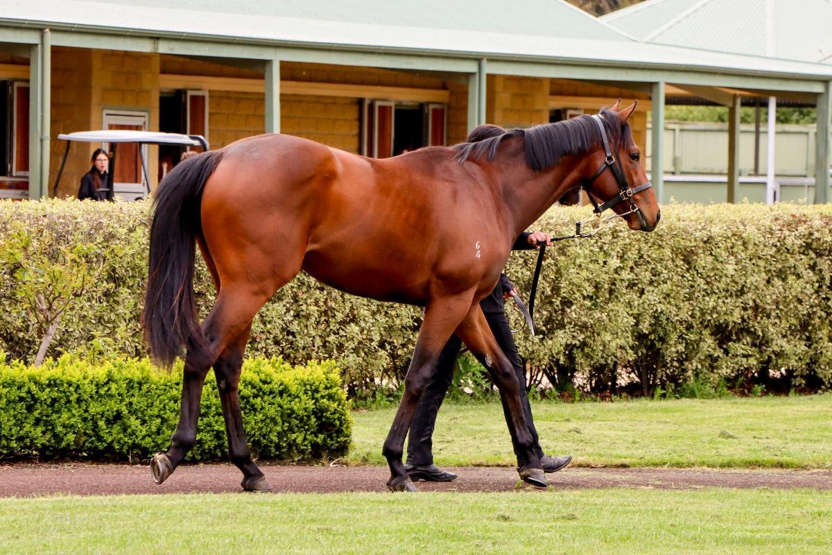 In The Congo 2yo Colt