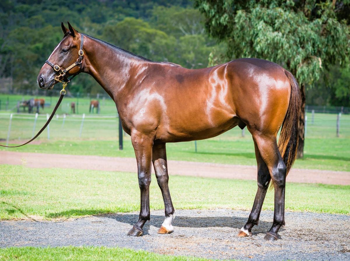 horse-image