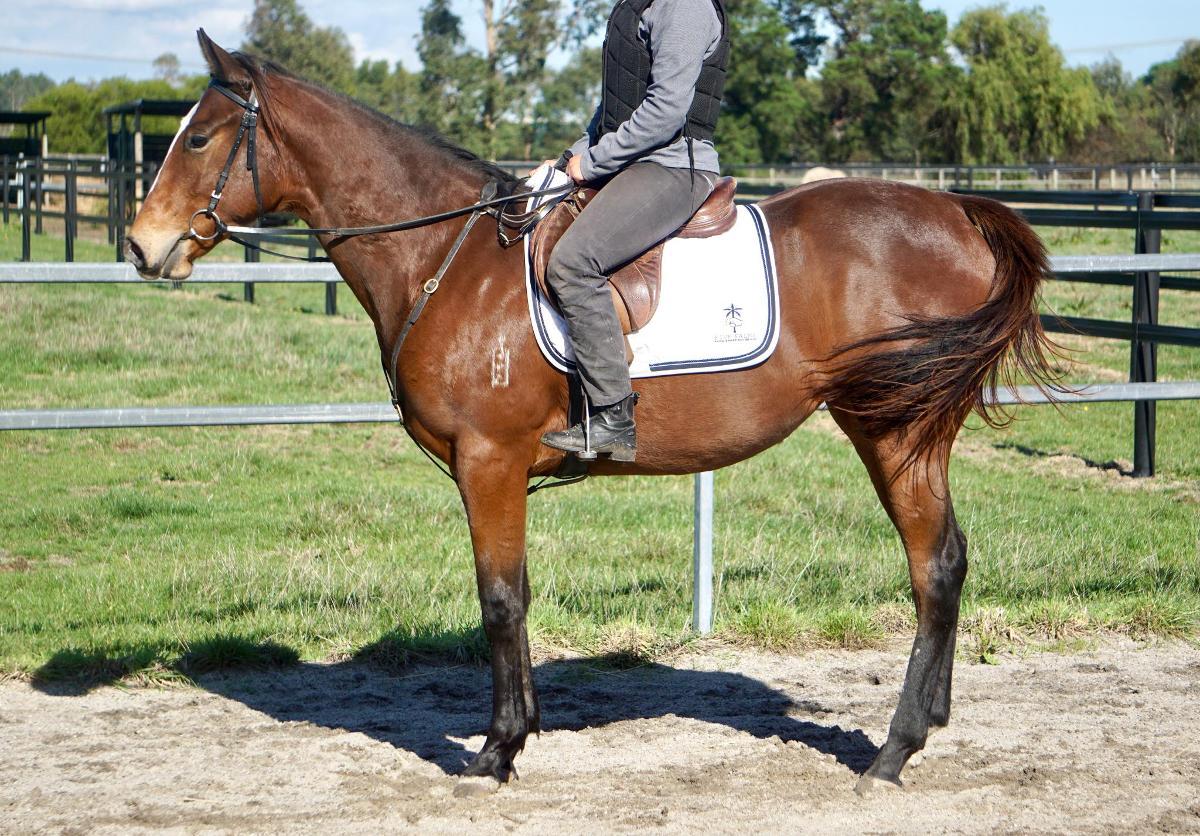 Wild Ruler x Face Forward filly