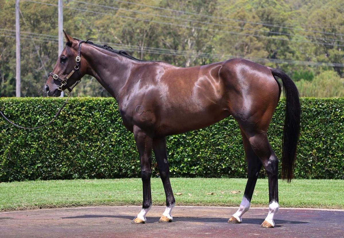 horse-image