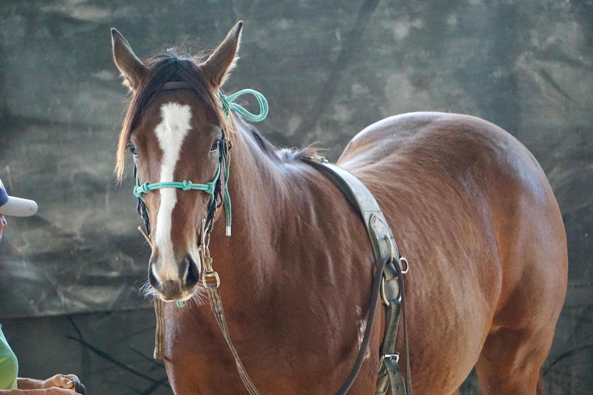 Wild Ruler x Face Forward filly