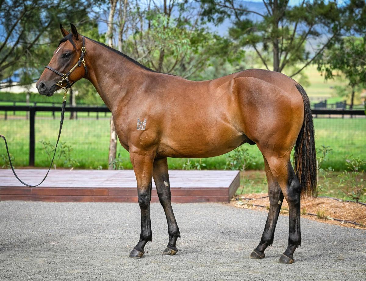 horse-image
