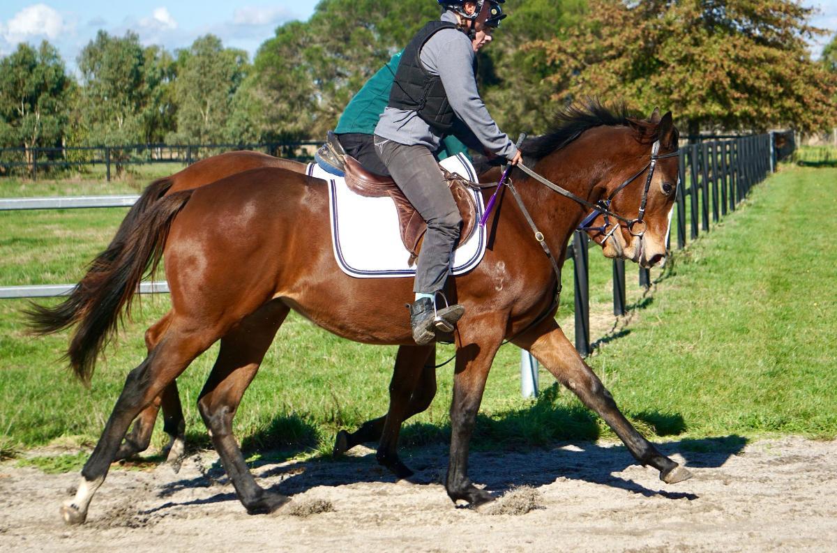 Wild Ruler x Face Forward filly