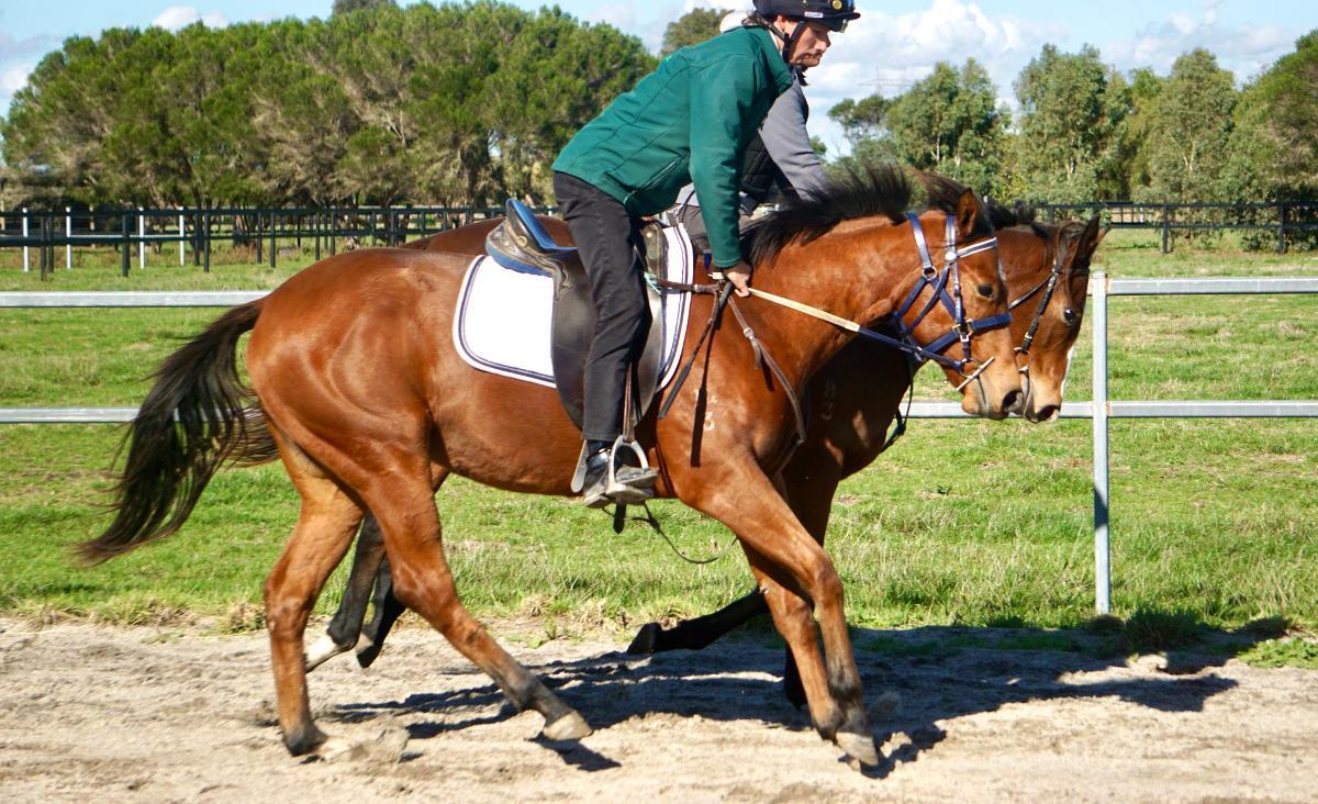 Anders x Madame Trop Vite Filly