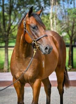 A Colt - Cosmic Force x Lilly Pilly