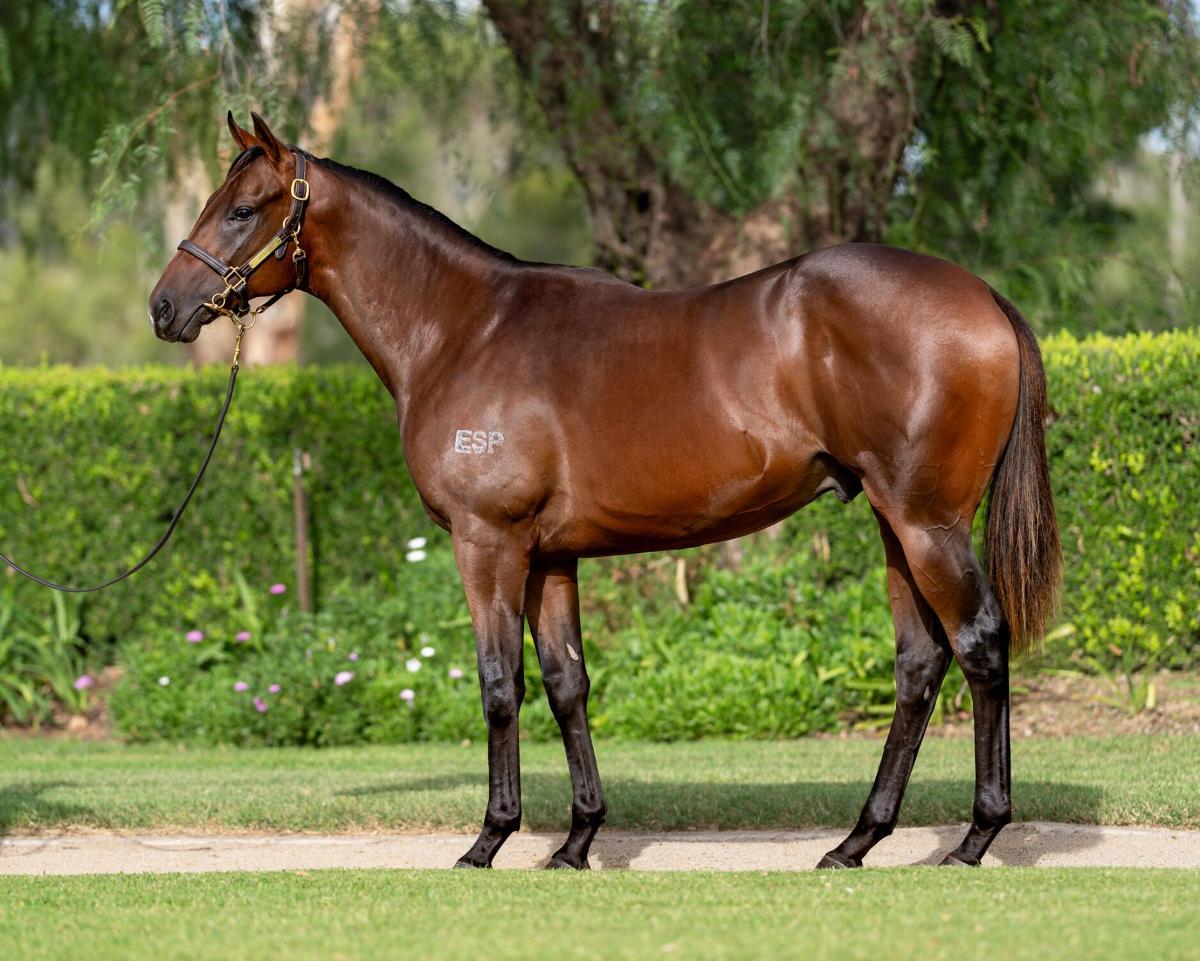 horse-image